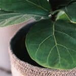 ficus pianta