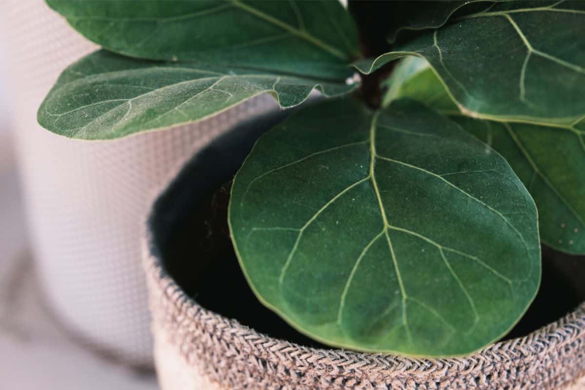 Il Ficus elastica perde foglie ogni settimana? L'errore è la finestra: dove spostarlo subito per salvarlo ficus pianta