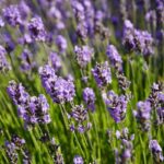 fiori lavanda