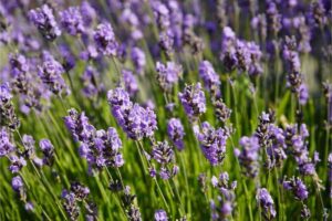 La lavanda ha finito di fiorire a giugno: se la poti adesso in questo modo sbagliato, l'anno prossimo non rifiorisce più fiori lavanda