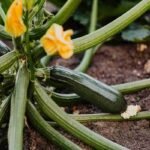 fiori zucchine