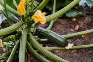 fiori zucchine