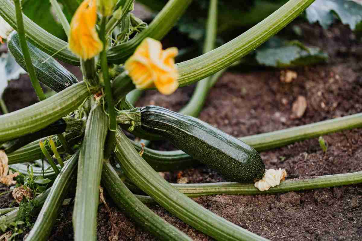 fiori zucchine