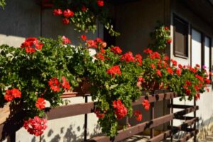 Perché i gerani dei vivaisti sono sempre perfetti e i tuoi sfioriscono in una settimana: le 3 cose che fanno e nessuno ti dice gerani balcone