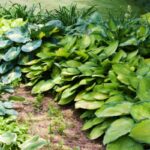 hostas