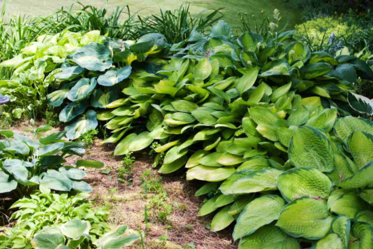 Le tue hostas sono diventate enormi? Il vivaista ti dice quando dividerle, come non rompere le radici, e perché settembre è meglio di adesso hostas