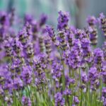 giardino lavanda