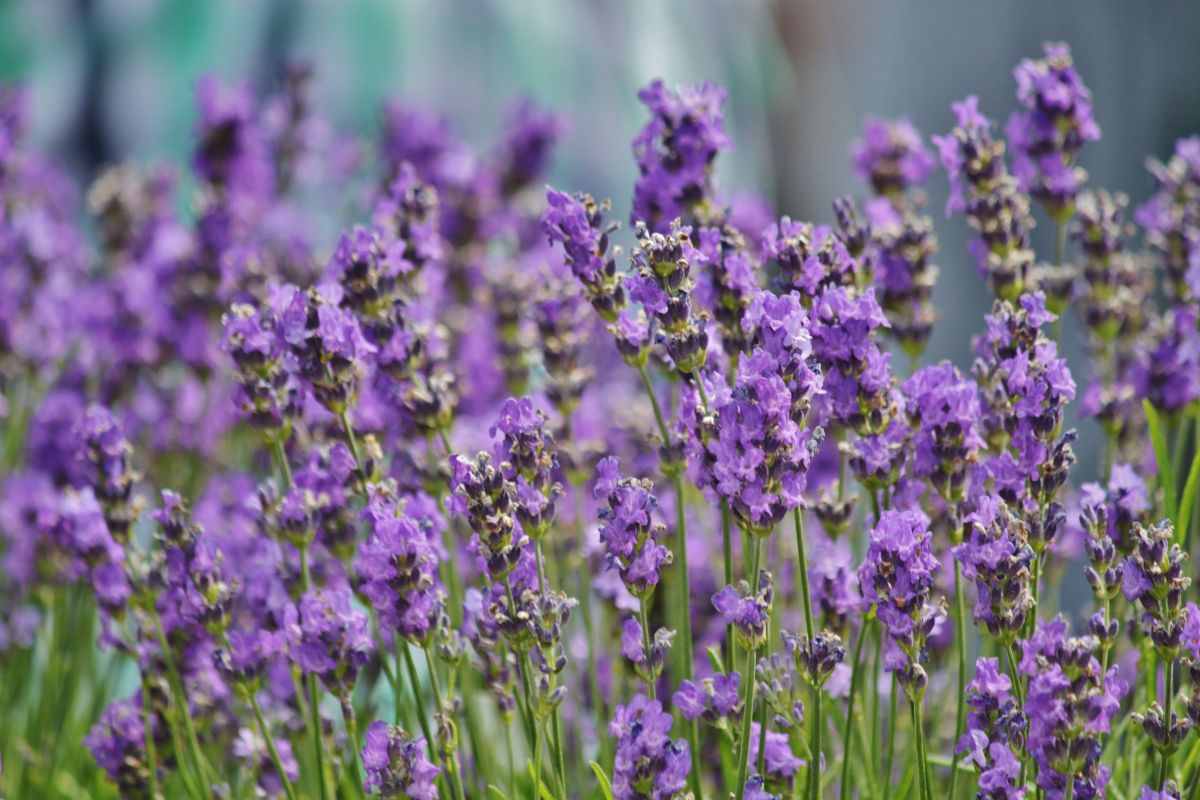 giardino lavanda