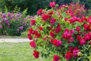 rose
