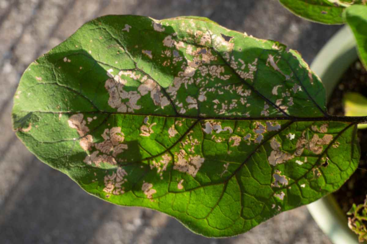 Le melanzane hanno le foglie tutte bucate. Il parassita è verde come la foglia: i giardinieri rivelano dove cercarlo e come eliminarlo in 3 giorni melanzane foglie bucate