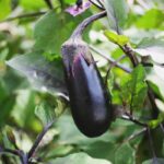 melanzane orto
