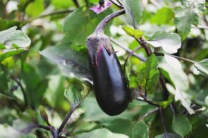 melanzane orto