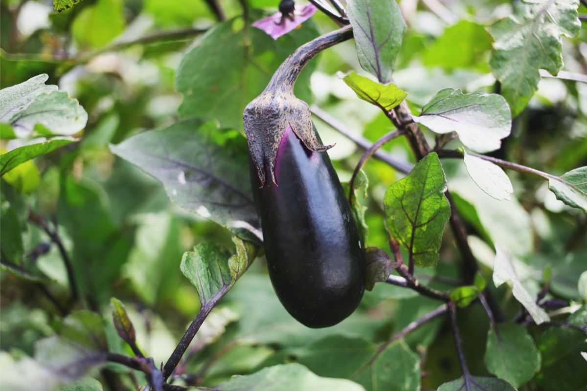 Le melanzane in orto hanno le foglie piene di buchi a giugno? Non è la dorifora — è questo parassita che nessuno conosce melanzane orto