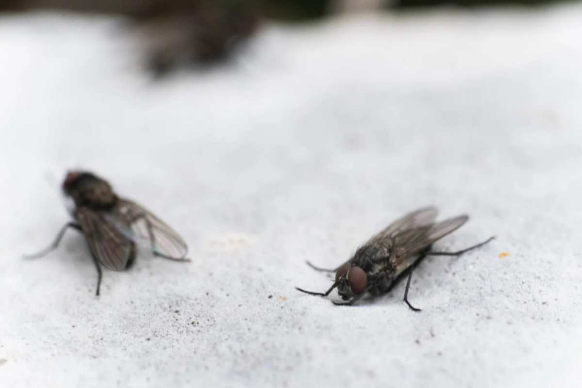 Moscerini in cucina col primo caldo: la trappola con aceto e sapone che li elimina in 24 ore moscerini casa