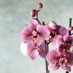 orchidee