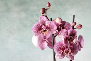 orchidee