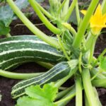 orto zucchine