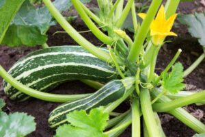 Le zucchine dell'orto hanno le foglie bianche sotto: se non fai questo entro 24 ore, perdi il raccolto di luglio orto zucchine