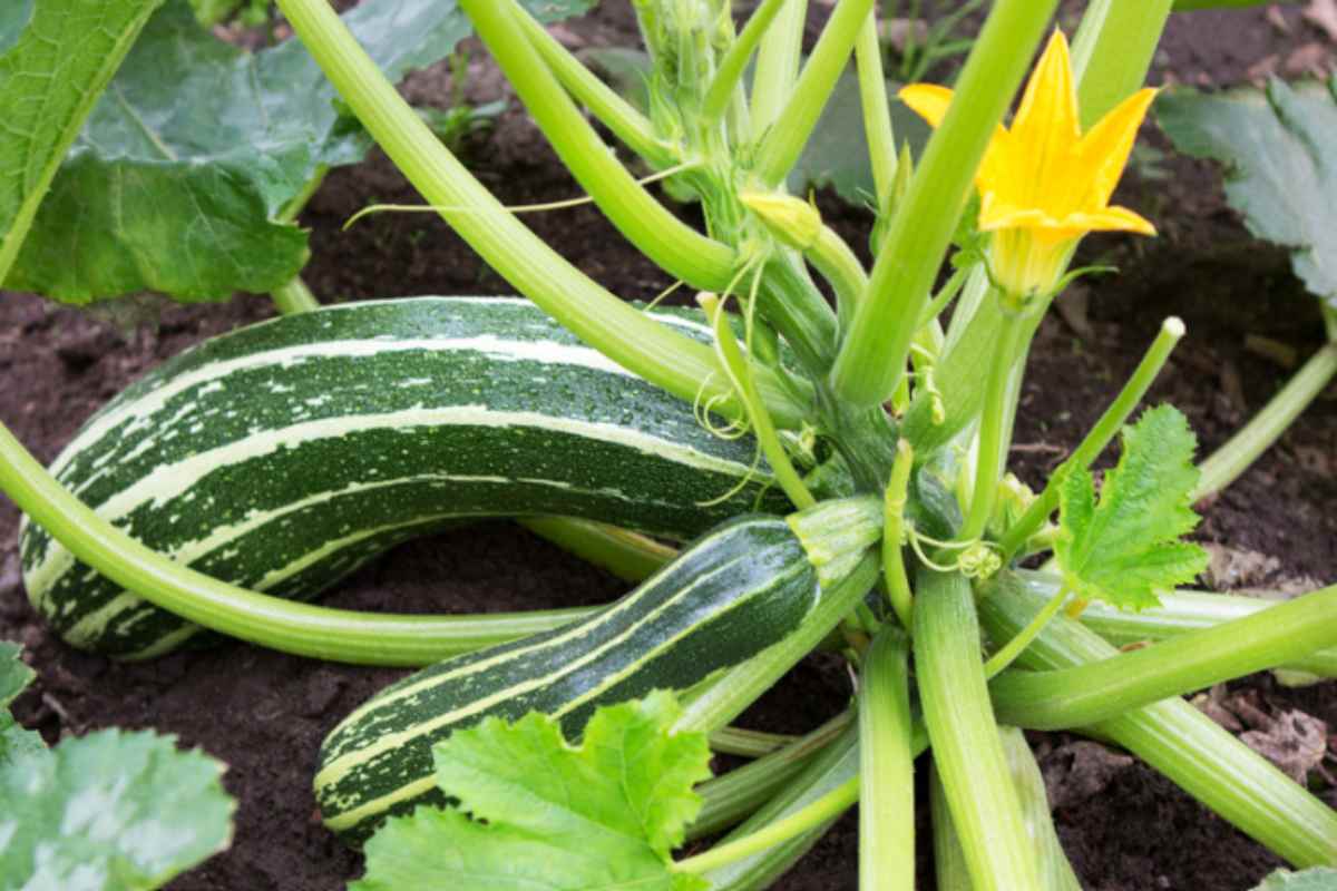 orto zucchine