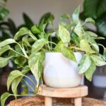 pianta pothos