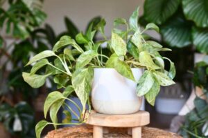 pianta pothos