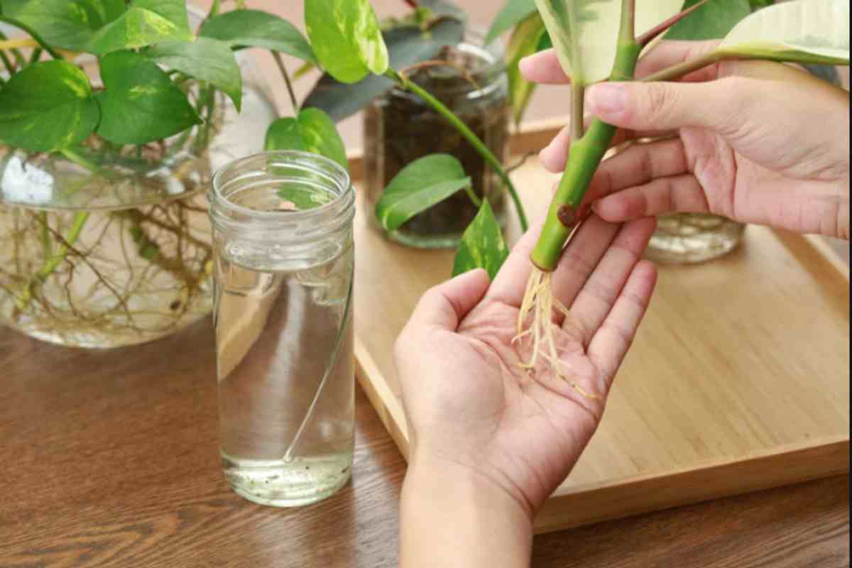 Queste 4 piante si moltiplicano staccando solo una foglia: il trucco dei vivai per centinaia di esemplari gratis pianta talea
