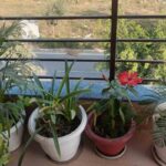piante balcone