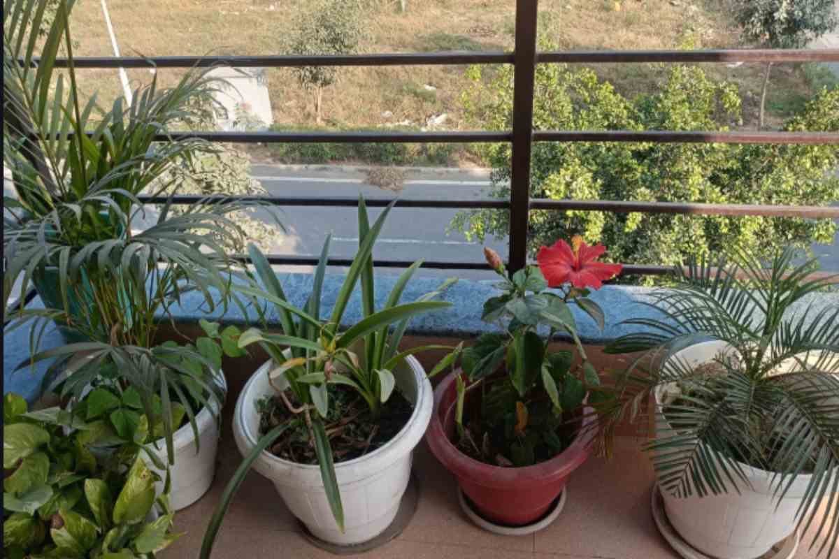 Hai queste piante sul balcone? Stai attirando le zanzare senza saperlo — la lista completa piante balcone