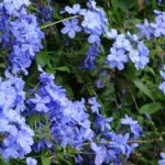 plumbago azzurro