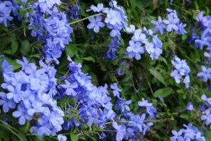 Il Plumbago azzurro costa 8 euro e copre una pergola in due stagioni. I vivaisti lo tengono dietro il bancone plumbago azzurro