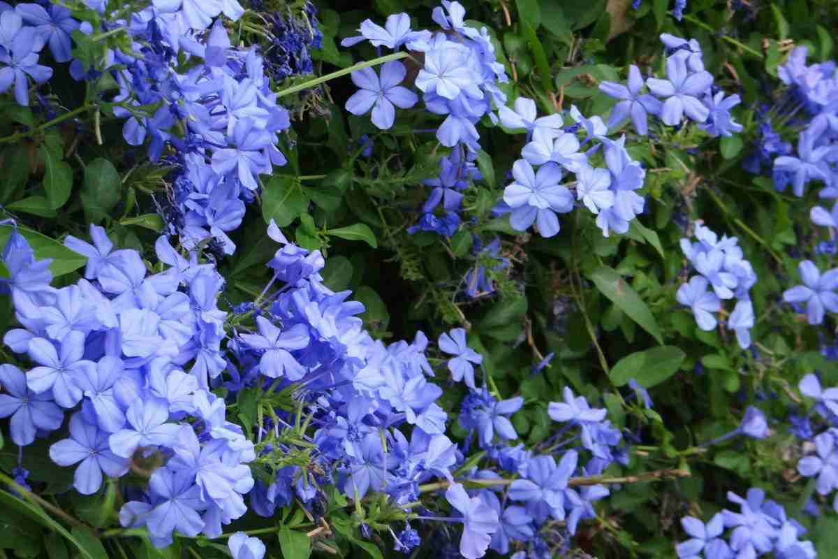 Il Plumbago azzurro costa 8 euro e copre una pergola in due stagioni. I vivaisti lo tengono dietro il bancone plumbago azzurro