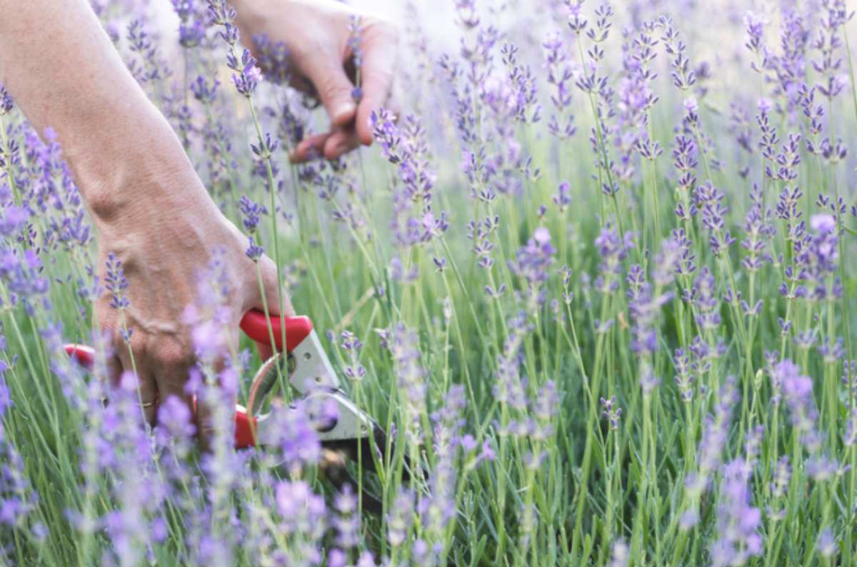 Queste 3 piante vanno potate entro metà giugno o rischiano di seccare col caldo: il calendario che nessuno segue potare lavanda 1 6 2026 casadistile.it