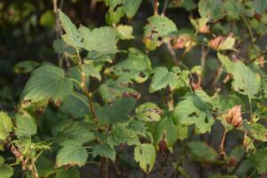 Rose con foglie mangiate a giugno: il bruco verde si nasconde sotto e agisce di notte rose foglie mangiate
