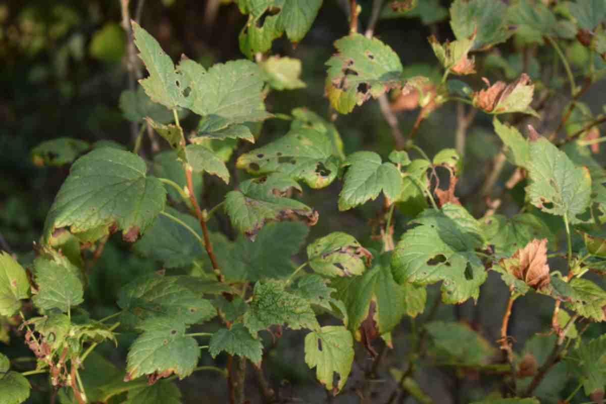 Rose con foglie mangiate a giugno: il bruco verde si nasconde sotto e agisce di notte rose foglie mangiate