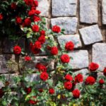 rose rampicanti