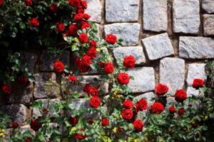 rose rampicanti