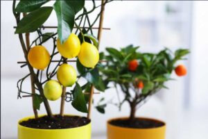 Agrumi in vaso sul balcone: limone, arancio, kumquat — la guida completa dei vivaisti per farli fruttificare anche al Nord agrumi in vaso