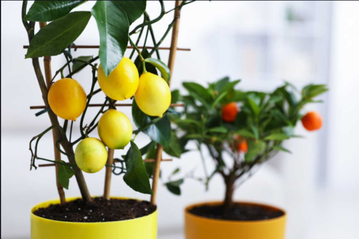 Agrumi in vaso sul balcone: limone, arancio, kumquat — la guida completa dei vivaisti per farli fruttificare anche al Nord agrumi in vaso