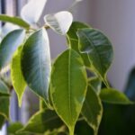 aspidistra