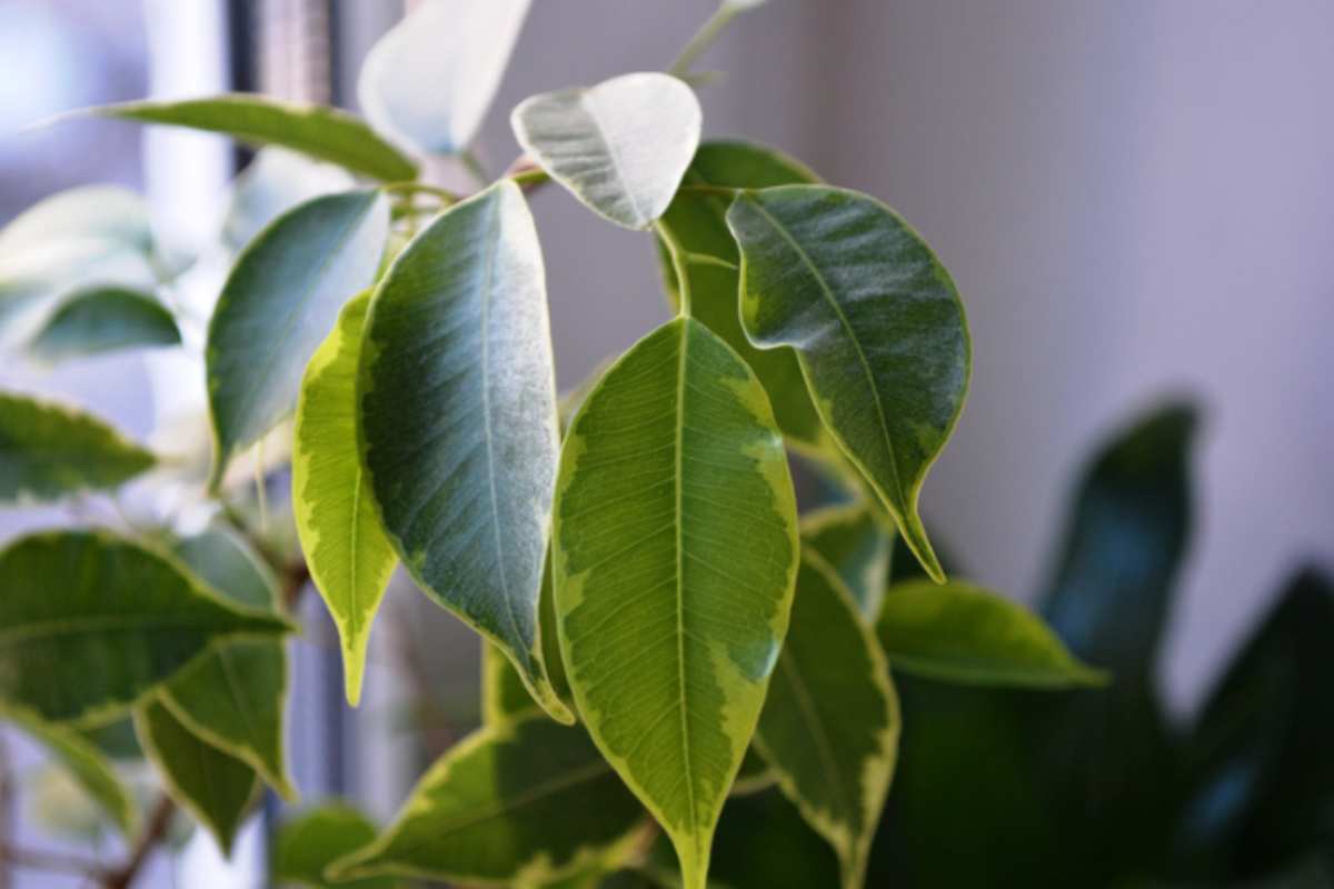 Aspidistra: la pianta da appartamento che sopravvive anche senza luce né acqua per settimane. I vivaisti la chiamano 'pianta del pollice nero' aspidistra