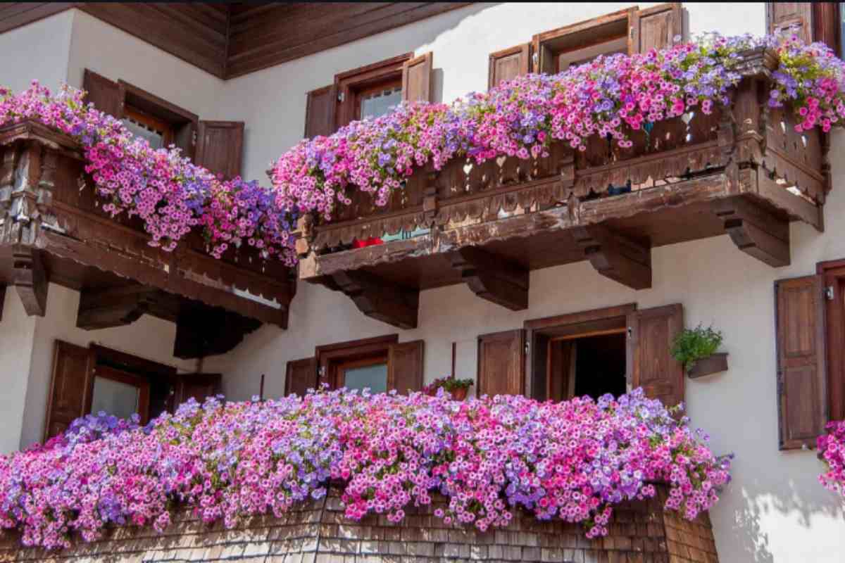 Il calendario della vivaista per un balcone fiorito da luglio a dicembre: le specie che nessuno usa (e fioriscono anche con il freddo) balcone fiorito