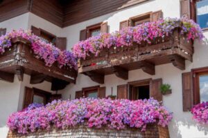 Balcone fiorito da agosto a dicembre: il calendario di una vivaista con 5 specie che resistono fino a Natale balcone fiorito