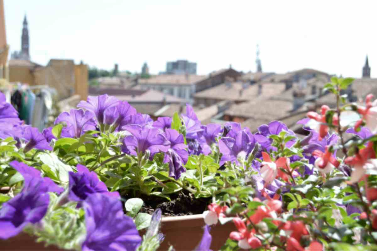 Gli architetti del paesaggio hanno rivelato le 6 combinazioni di colore per terrazzo che definiranno l'estate 2026: una ti sorprenderà terrazzo fiorito