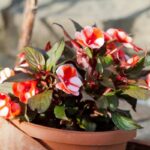 begonia