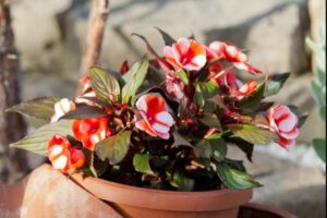 Begonie da appartamento: 4 varietà che fioriscono con poca luce (i consigli dei vivaisti) begonia