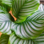 calathea