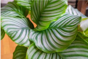 calathea