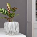 Calathea pianta