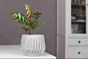 Le foglie della Calathea parlano: 5 segnali che rivelano se la pianta è felice o stressata in casa Calathea pianta