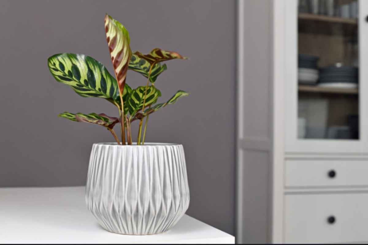 Le foglie della Calathea parlano: 5 segnali che rivelano se la pianta è felice o stressata in casa Calathea pianta